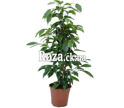 Ficus