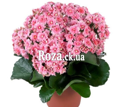 Kalanchoe