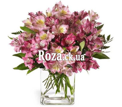 Pink Alstroemeria