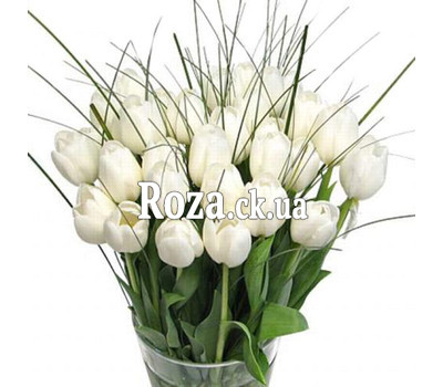 Tulips of Cherkassy