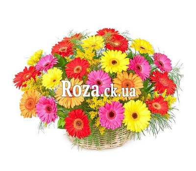 Basket of gerberas