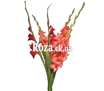 5 gladioli in bouquet