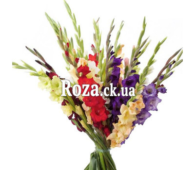 Bouquet from 25 multicolored gladiolus