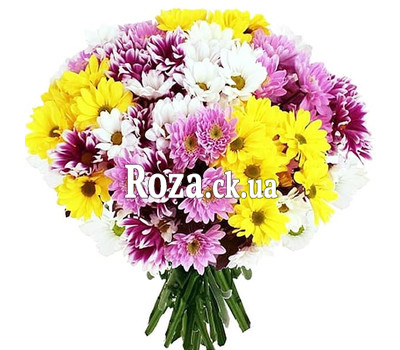 21 multi-colored chrysanthemum