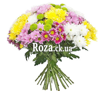 25 multi-colored chrysanthemums