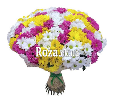 51 multi-colored chrysanthemum