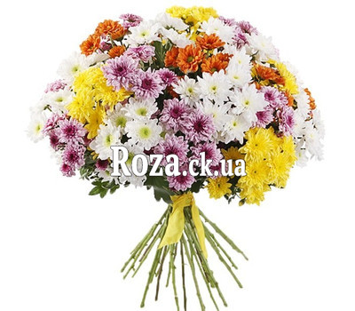 Chrysanthemums multicolored in bouquet