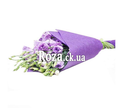 11 violet eustoma in paper