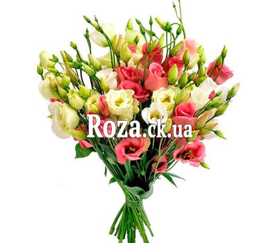 25 white and pink eustoma