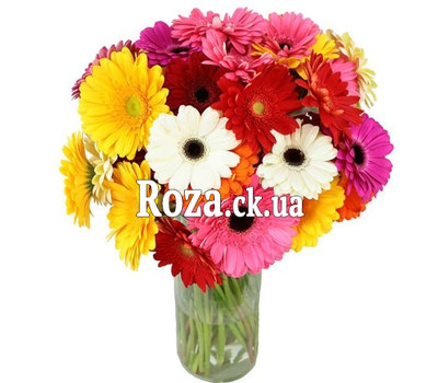 31 multi-colored gerberas