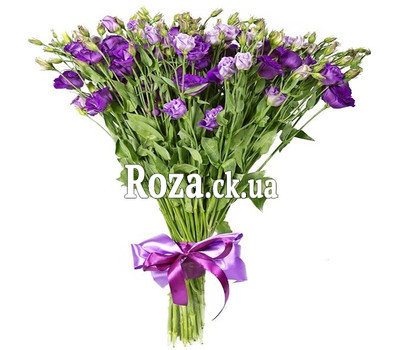 35 violet eustoma