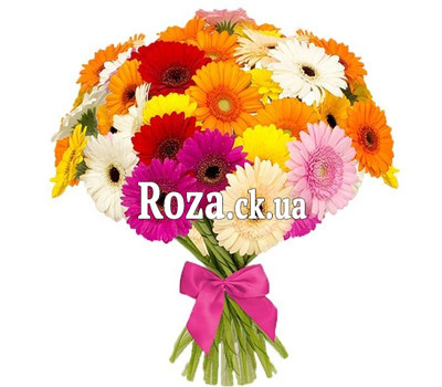 41 gerbera mix