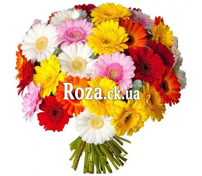 Large bouquet of 51 gerberas