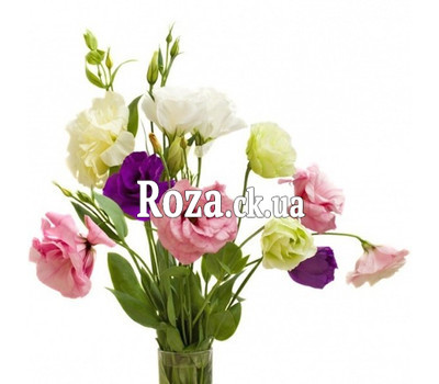 Bouquet of 5 eustoma