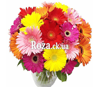 Chic bouquet of 35 gerberas