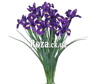 13 irises