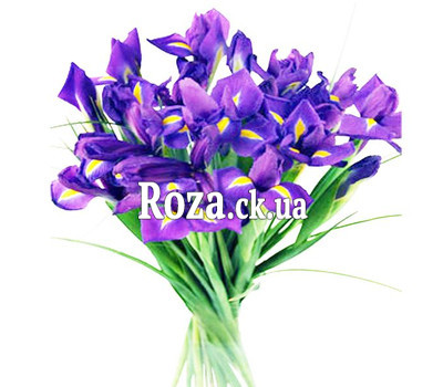 19 irises