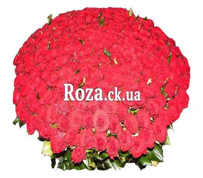501 rose