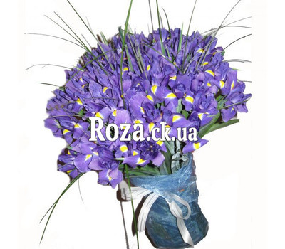 75 irises