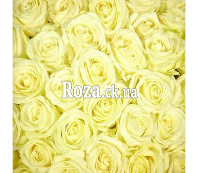 White roses (by the piece)