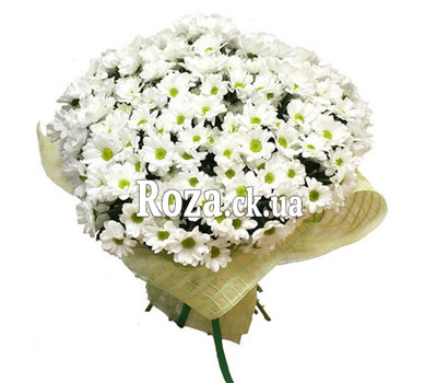 Large bouquet of chamomile chrysanthemums