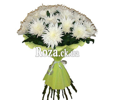 Bouquet of white single-headed chrysanthemums