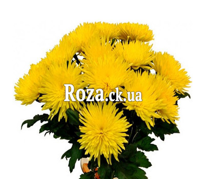 Bouquet of needle chrysanthemums
