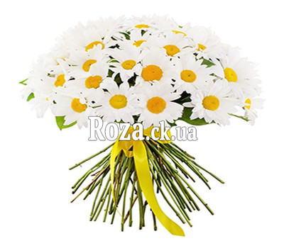 Bouquet of 51 chamomiles