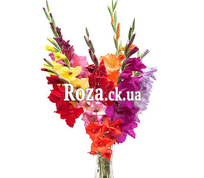 Bouquet of gladiolus