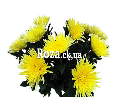 Bouquet of single-headed chrysanthemums