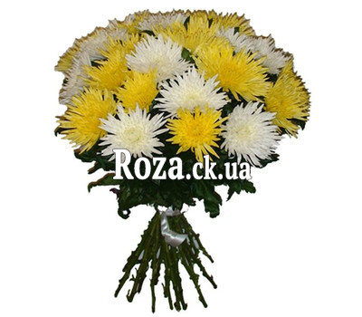 Bouquet of single-headed chrysanthemums