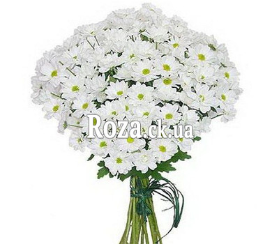 Bouquet of chamomile chrysanthemums