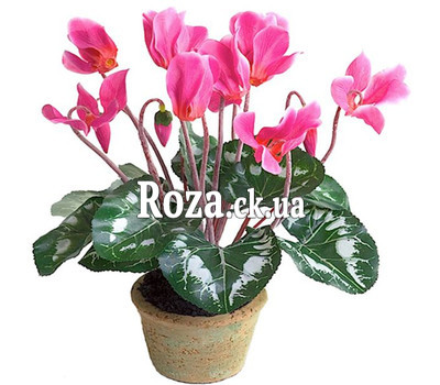 Cyclamen in a pot