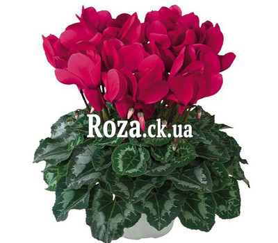 Room Difference Cyclamen