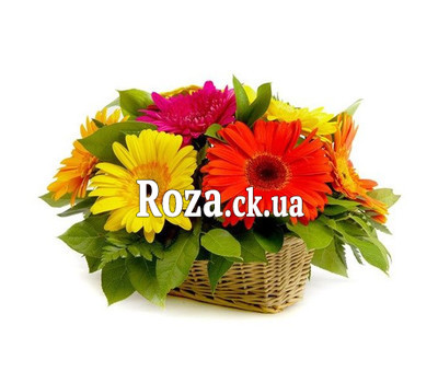 Basket of gerberas
