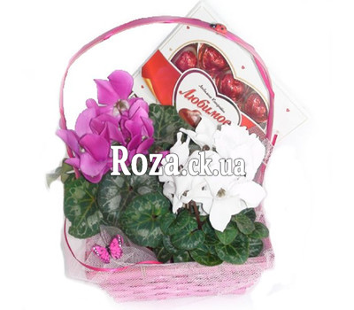 Cycle of cyclamens