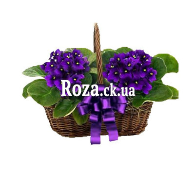 Violet Basket