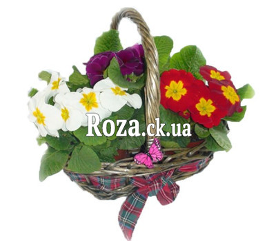 Primrose basket