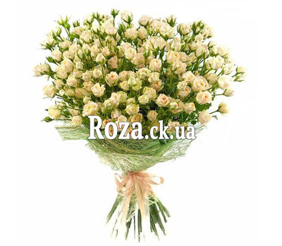 Buy bush roses