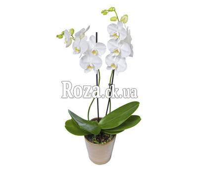 White Orchid