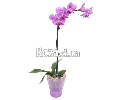 Phalaenopsis pink orchid