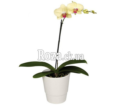 Phalaenopsis yellow orchid