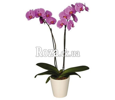 Orchid pink