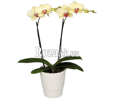 Orchid yellow
