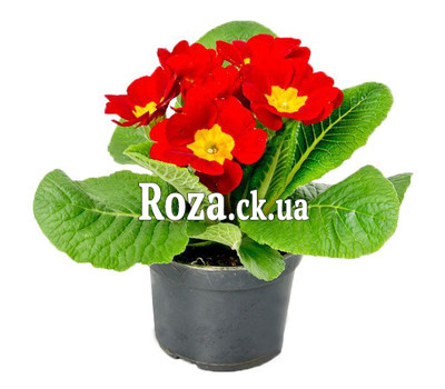 Primrose