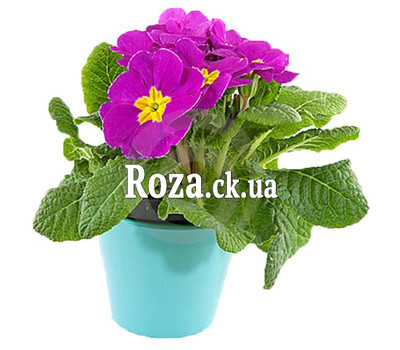 Primrose