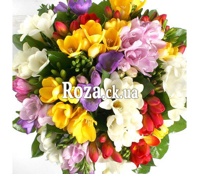 An attractive bouquet of freesias