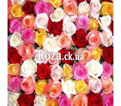 Multicolored roses (by the piece)