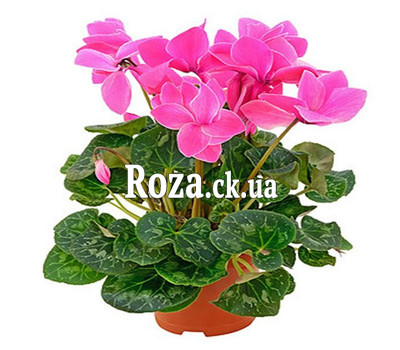 The Pink Cyclamen