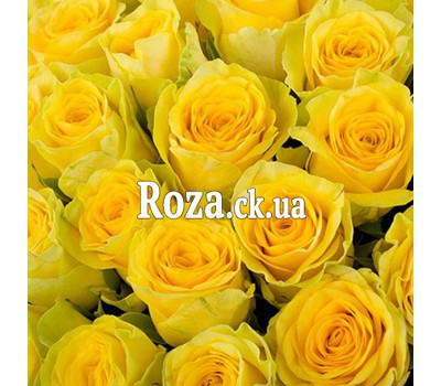 Yellow roses (by the piece)